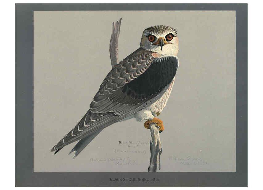 Reproducción/Reproduction 5978222408: Album of Abyssinian birds and mammals Chicago :Field Museum of Natural History,1930