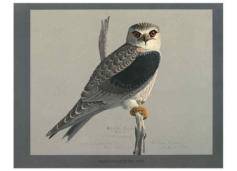 Reproducción/Reproduction 5978222408: Album of Abyssinian birds and mammals Chicago :Field Museum of Natural History,1930