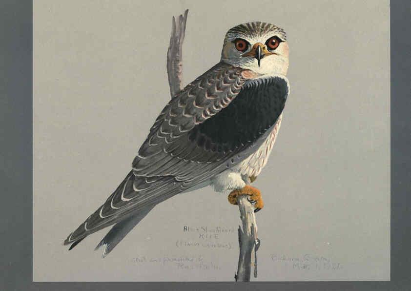 Reproducción/Reproduction 5978222408: Album of Abyssinian birds and mammals Chicago :Field Museum of Natural History,1930