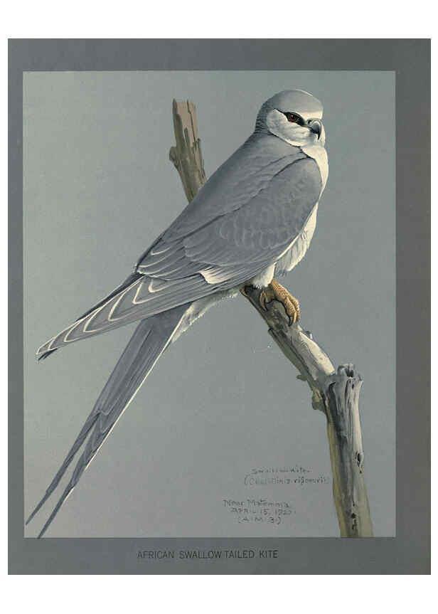 Reproducción/Reproduction 5978222726: Album of Abyssinian birds and mammals Chicago :Field Museum of Natural History,1930