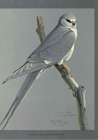 Reproducción/Reproduction 5978222726: Album of Abyssinian birds and mammals Chicago :Field Museum of Natural History,1930