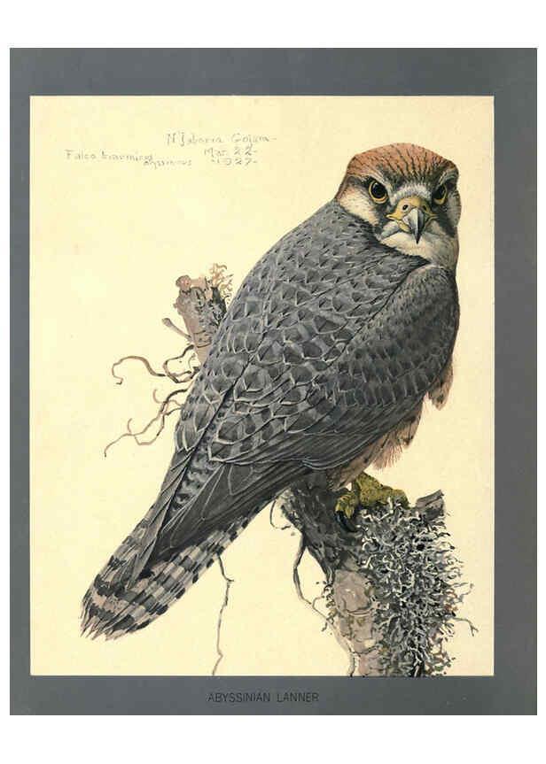 Reproducción/Reproduction 5977662619: Album of Abyssinian birds and mammals Chicago :Field Museum of Natural History,1930