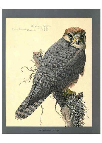 Reproducción/Reproduction 5977662619: Album of Abyssinian birds and mammals Chicago :Field Museum of Natural History,1930