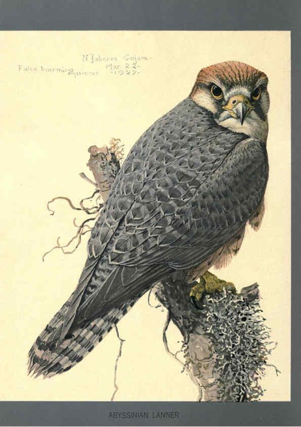 Reproducción/Reproduction 5977662619: Album of Abyssinian birds and mammals Chicago :Field Museum of Natural History,1930