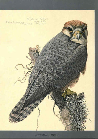 Reproducción/Reproduction 5977662619: Album of Abyssinian birds and mammals Chicago :Field Museum of Natural History,1930