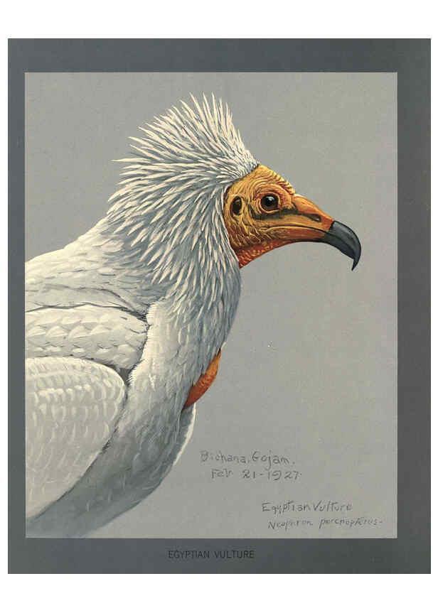 Reproducción/Reproduction 5977662839: Album of Abyssinian birds and mammals Chicago :Field Museum of Natural History,1930