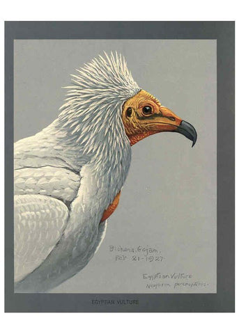 Reproducción/Reproduction 5977662839: Album of Abyssinian birds and mammals Chicago :Field Museum of Natural History,1930