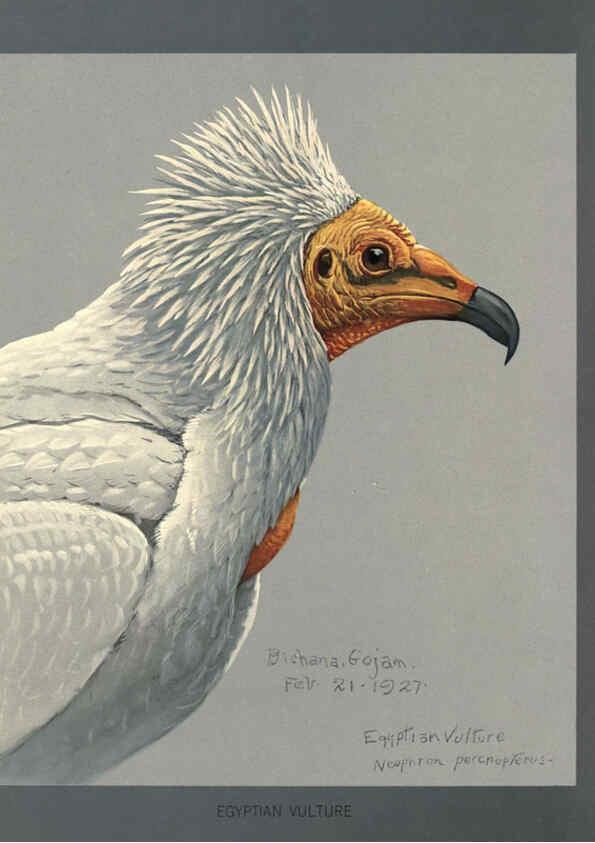 Reproducción/Reproduction 5977662839: Album of Abyssinian birds and mammals Chicago :Field Museum of Natural History,1930