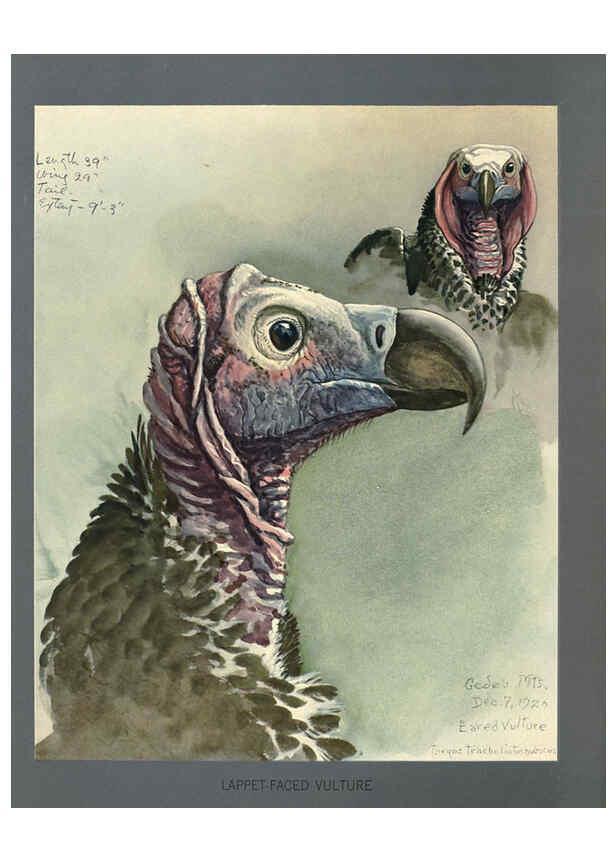 Reproducción/Reproduction 5977663379: Album of Abyssinian birds and mammals Chicago :Field Museum of Natural History,1930