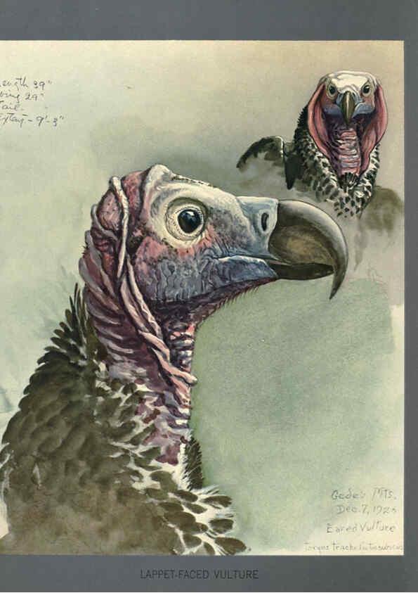 Reproducción/Reproduction 5977663379: Album of Abyssinian birds and mammals Chicago :Field Museum of Natural History,1930