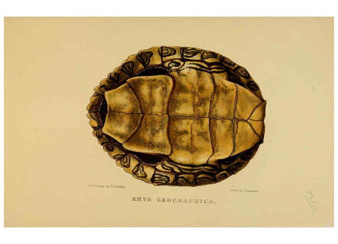 Reproducción/Reproduction 5978346198: Tortoises, terrapins, and turtles London, Paris, and Frankfort :H. Sotheran, J. Baer & co.,1872