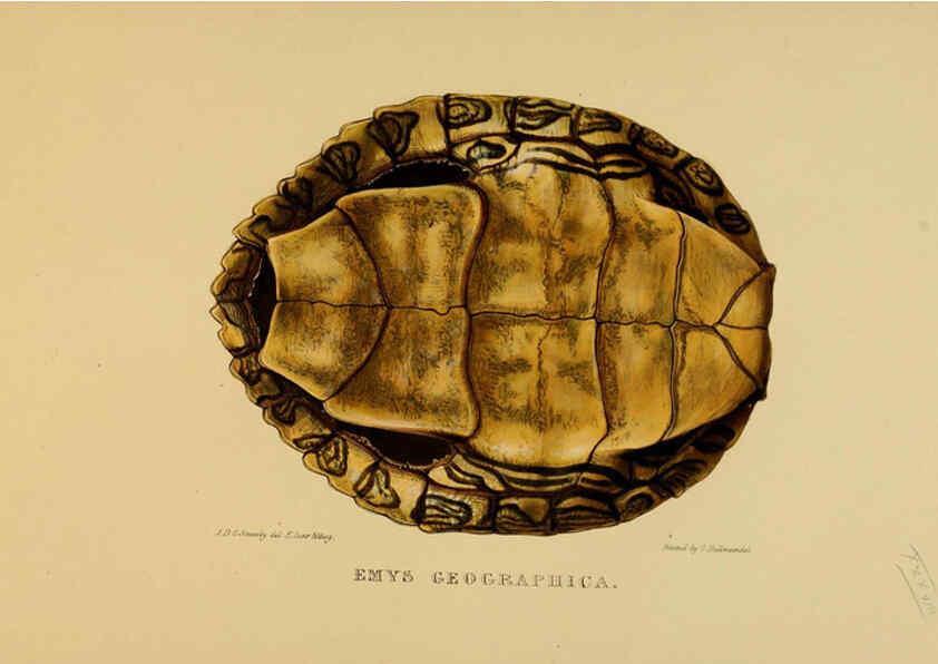 Reproducción/Reproduction 5978346198: Tortoises, terrapins, and turtles London, Paris, and Frankfort :H. Sotheran, J. Baer & co.,1872