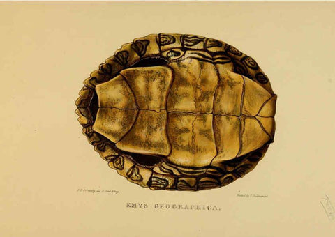 Reproducción/Reproduction 5978346198: Tortoises, terrapins, and turtles London, Paris, and Frankfort :H. Sotheran, J. Baer & co.,1872