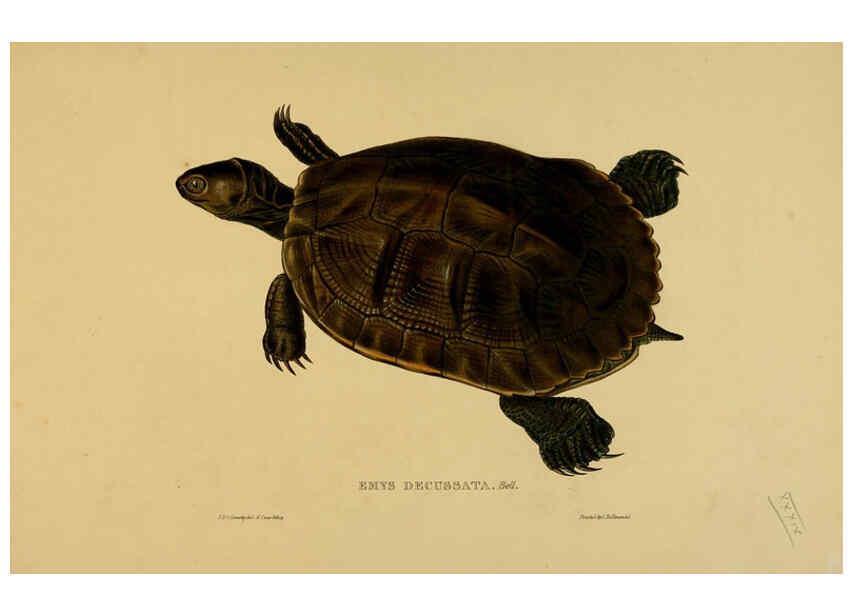 Reproducción/Reproduction 5977786685: Tortoises, terrapins, and turtles London, Paris, and Frankfort :H. Sotheran, J. Baer & co.,1872