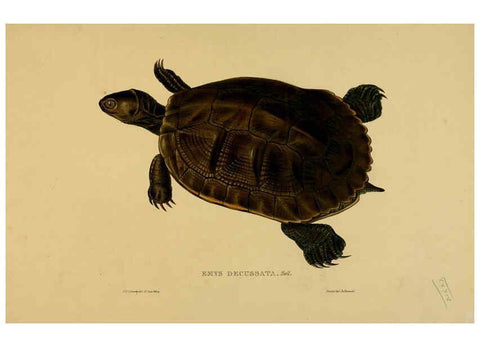 Reproducción/Reproduction 5977786685: Tortoises, terrapins, and turtles London, Paris, and Frankfort :H. Sotheran, J. Baer & co.,1872