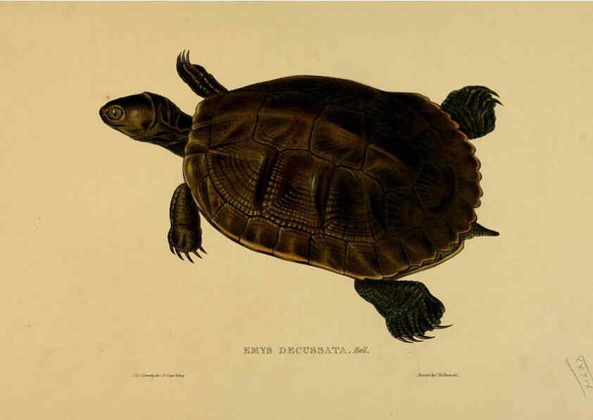 Reproducción/Reproduction 5977786685: Tortoises, terrapins, and turtles London, Paris, and Frankfort :H. Sotheran, J. Baer & co.,1872