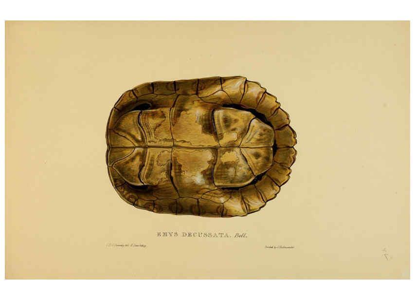 Reproducción/Reproduction 5977786957: Tortoises, terrapins, and turtles London, Paris, and Frankfort :H. Sotheran, J. Baer & co.,1872