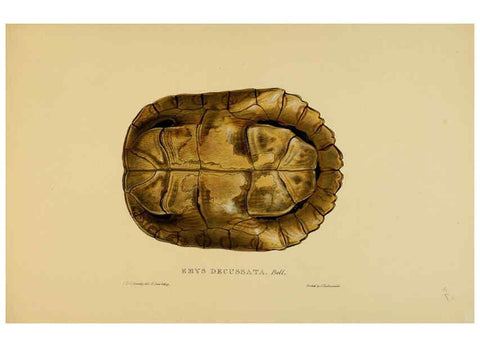 Reproducción/Reproduction 5977786957: Tortoises, terrapins, and turtles London, Paris, and Frankfort :H. Sotheran, J. Baer & co.,1872