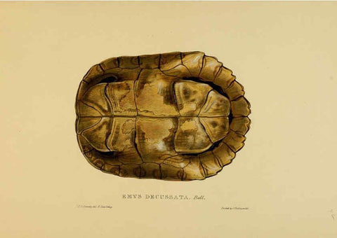 Reproducción/Reproduction 5977786957: Tortoises, terrapins, and turtles London, Paris, and Frankfort :H. Sotheran, J. Baer & co.,1872