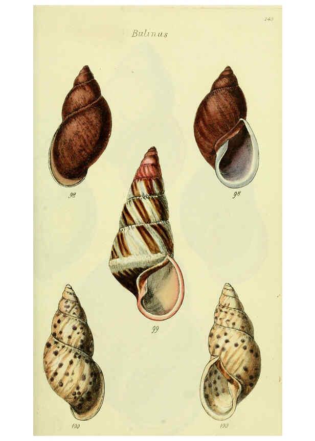 Reproducción/Reproduction 5978496164: The conchological illustrations or, Coloured figures of all the hitherto unfigured recent shells London :[s.n.] ;1832