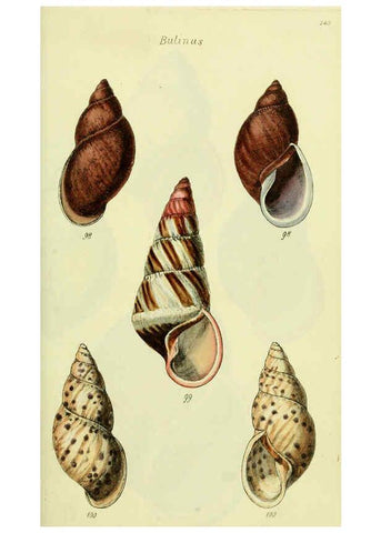 Reproducción/Reproduction 5978496164: The conchological illustrations or, Coloured figures of all the hitherto unfigured recent shells London :[s.n.] ;1832