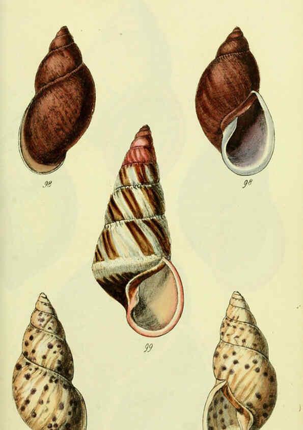 Reproducción/Reproduction 5978496164: The conchological illustrations or, Coloured figures of all the hitherto unfigured recent shells London :[s.n.] ;1832