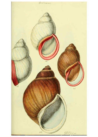 Reproducción/Reproduction 5977938137: The conchological illustrations or, Coloured figures of all the hitherto unfigured recent shells London :[s.n.] ;1832