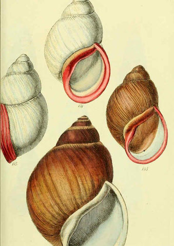 Reproducción/Reproduction 5977938137: The conchological illustrations or, Coloured figures of all the hitherto unfigured recent shells London :[s.n.] ;1832