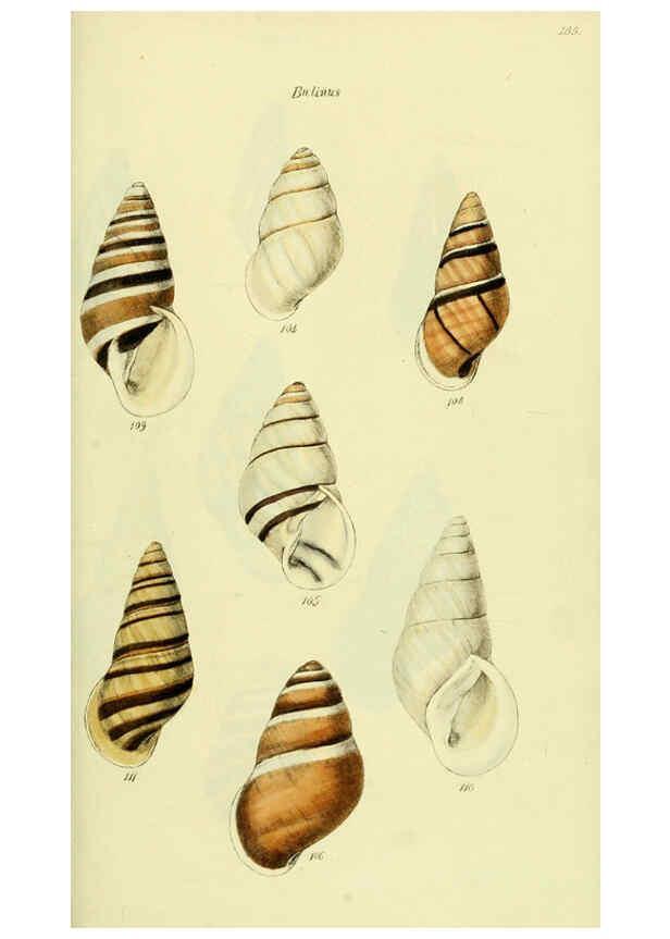 Reproducción/Reproduction 5977938523: The conchological illustrations or, Coloured figures of all the hitherto unfigured recent shells London :[s.n.] ;1832