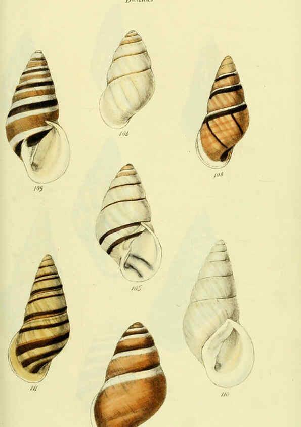 Reproducción/Reproduction 5977938523: The conchological illustrations or, Coloured figures of all the hitherto unfigured recent shells London :[s.n.] ;1832