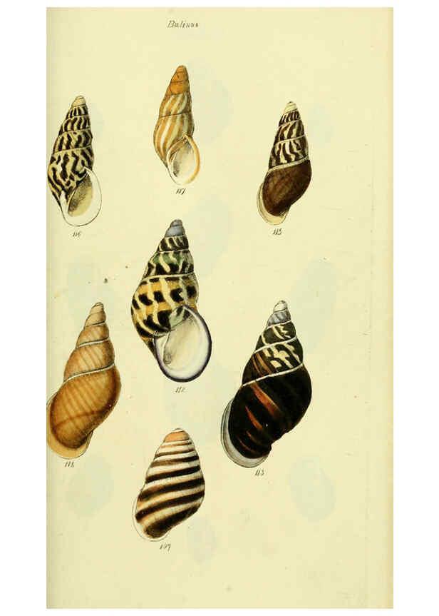 Reproducción/Reproduction 5978497324: The conchological illustrations or, Coloured figures of all the hitherto unfigured recent shells London :[s.n.] ;1832