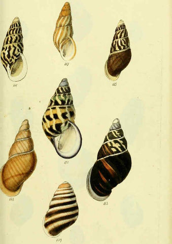 Reproducción/Reproduction 5978497324: The conchological illustrations or, Coloured figures of all the hitherto unfigured recent shells London :[s.n.] ;1832