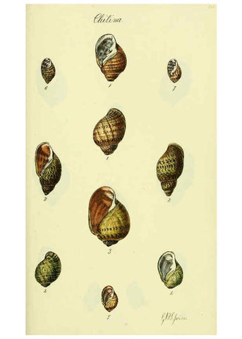 Reproducción/Reproduction 5977939115: The conchological illustrations or, Coloured figures of all the hitherto unfigured recent shells London :[s.n.] ;1832