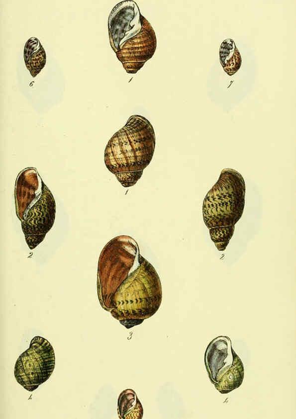 Reproducción/Reproduction 5977939115: The conchological illustrations or, Coloured figures of all the hitherto unfigured recent shells London :[s.n.] ;1832