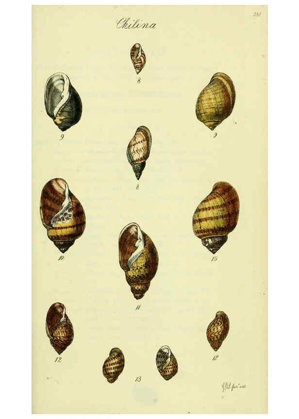Reproducción/Reproduction 5977939463: The conchological illustrations or, Coloured figures of all the hitherto unfigured recent shells London :[s.n.] ;1832