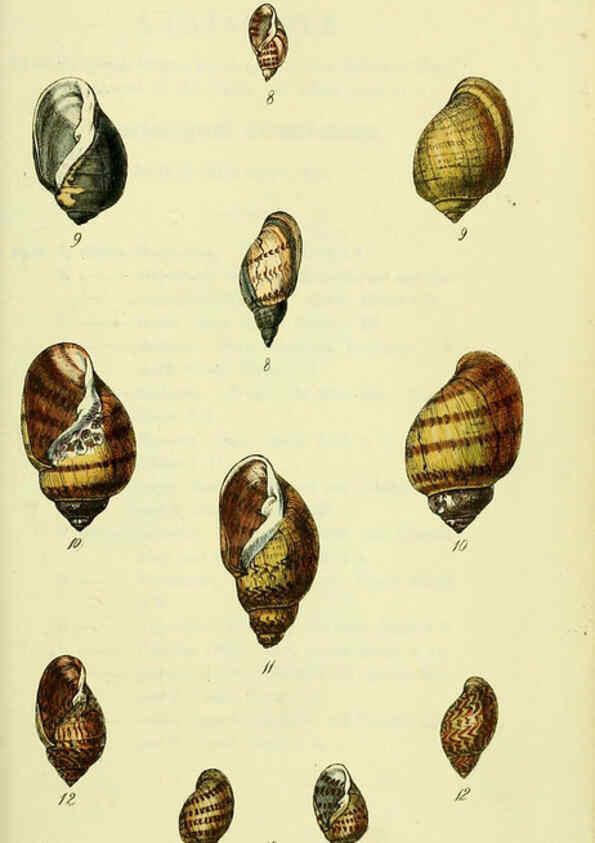Reproducción/Reproduction 5977939463: The conchological illustrations or, Coloured figures of all the hitherto unfigured recent shells London :[s.n.] ;1832