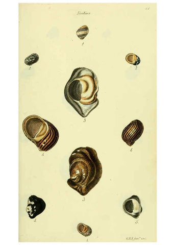 Reproducción/Reproduction 5978498252: The conchological illustrations or, Coloured figures of all the hitherto unfigured recent shells London :[s.n.] ;1832