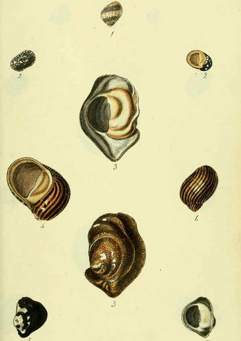 Reproducción/Reproduction 5978498252: The conchological illustrations or, Coloured figures of all the hitherto unfigured recent shells London :[s.n.] ;1832