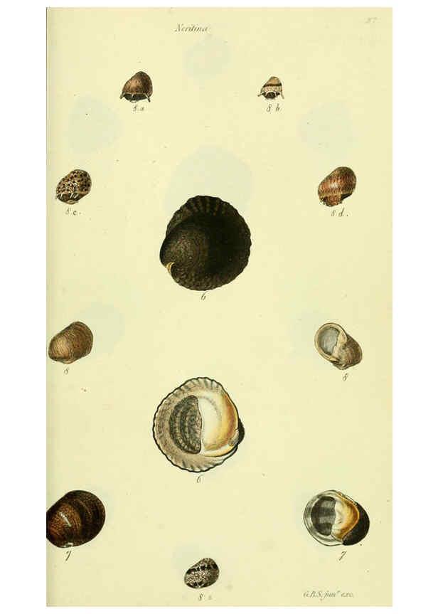Reproducción/Reproduction 5978498526: The conchological illustrations or, Coloured figures of all the hitherto unfigured recent shells London :[s.n.] ;1832