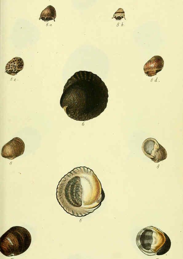 Reproducción/Reproduction 5978498526: The conchological illustrations or, Coloured figures of all the hitherto unfigured recent shells London :[s.n.] ;1832