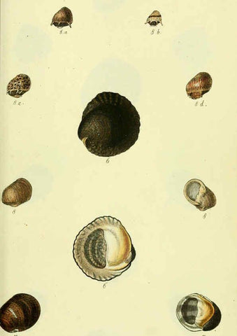 Reproducción/Reproduction 5978498526: The conchological illustrations or, Coloured figures of all the hitherto unfigured recent shells London :[s.n.] ;1832