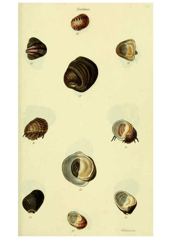 Reproducción/Reproduction 5977940255: The conchological illustrations or, Coloured figures of all the hitherto unfigured recent shells London :[s.n.] ;1832