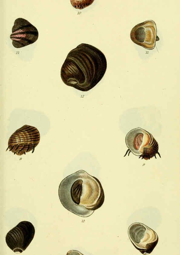 Reproducción/Reproduction 5977940255: The conchological illustrations or, Coloured figures of all the hitherto unfigured recent shells London :[s.n.] ;1832