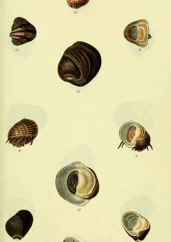 Reproducción/Reproduction 5977940255: The conchological illustrations or, Coloured figures of all the hitherto unfigured recent shells London :[s.n.] ;1832