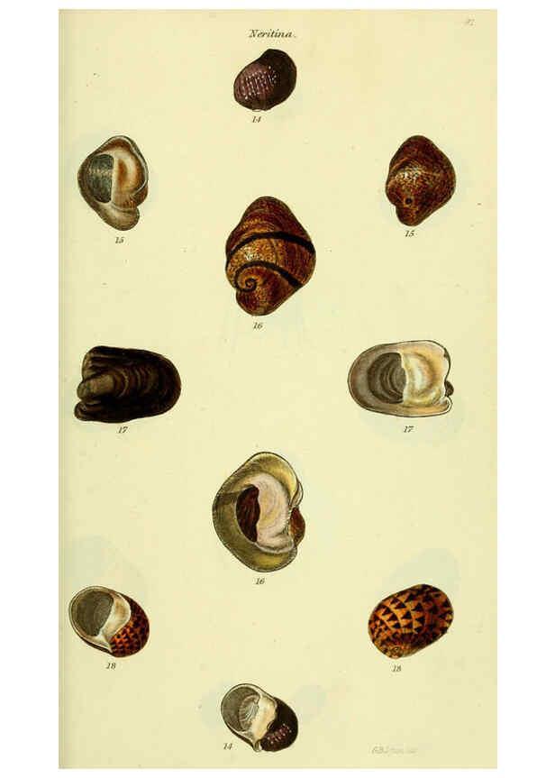 Reproducción/Reproduction 5977940607: The conchological illustrations or, Coloured figures of all the hitherto unfigured recent shells London :[s.n.] ;1832