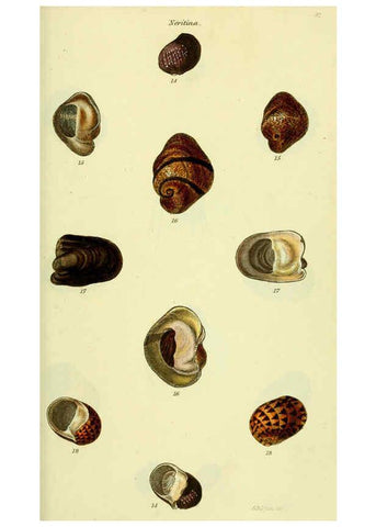 Reproducción/Reproduction 5977940607: The conchological illustrations or, Coloured figures of all the hitherto unfigured recent shells London :[s.n.] ;1832