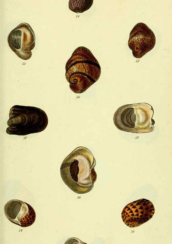 Reproducción/Reproduction 5977940607: The conchological illustrations or, Coloured figures of all the hitherto unfigured recent shells London :[s.n.] ;1832
