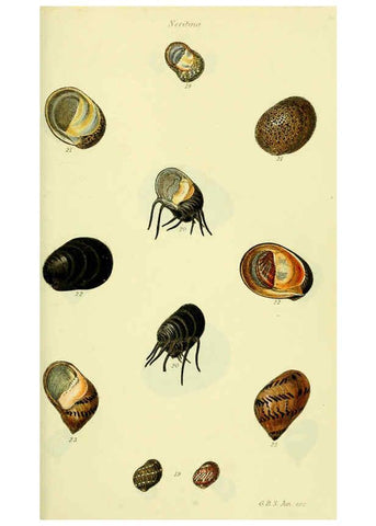 Reproducción/Reproduction 5978499806: The conchological illustrations or, Coloured figures of all the hitherto unfigured recent shells London :[s.n.] ;1832