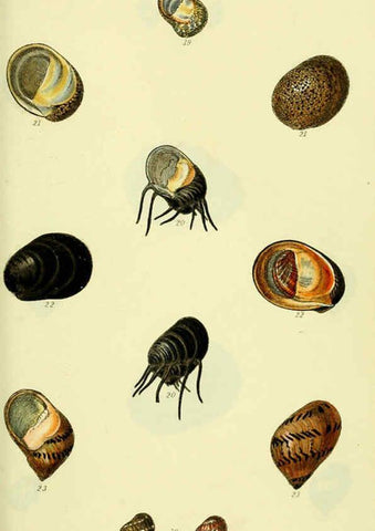 Reproducción/Reproduction 5978499806: The conchological illustrations or, Coloured figures of all the hitherto unfigured recent shells London :[s.n.] ;1832