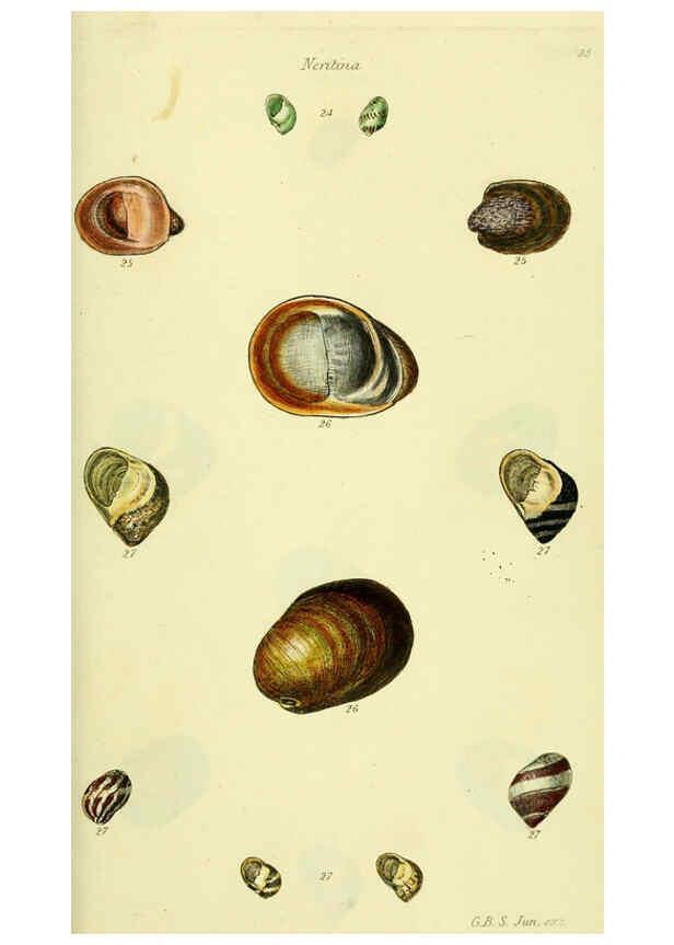 Reproducción/Reproduction 5978502008: The conchological illustrations or, Coloured figures of all the hitherto unfigured recent shells London :[s.n.] ;1832